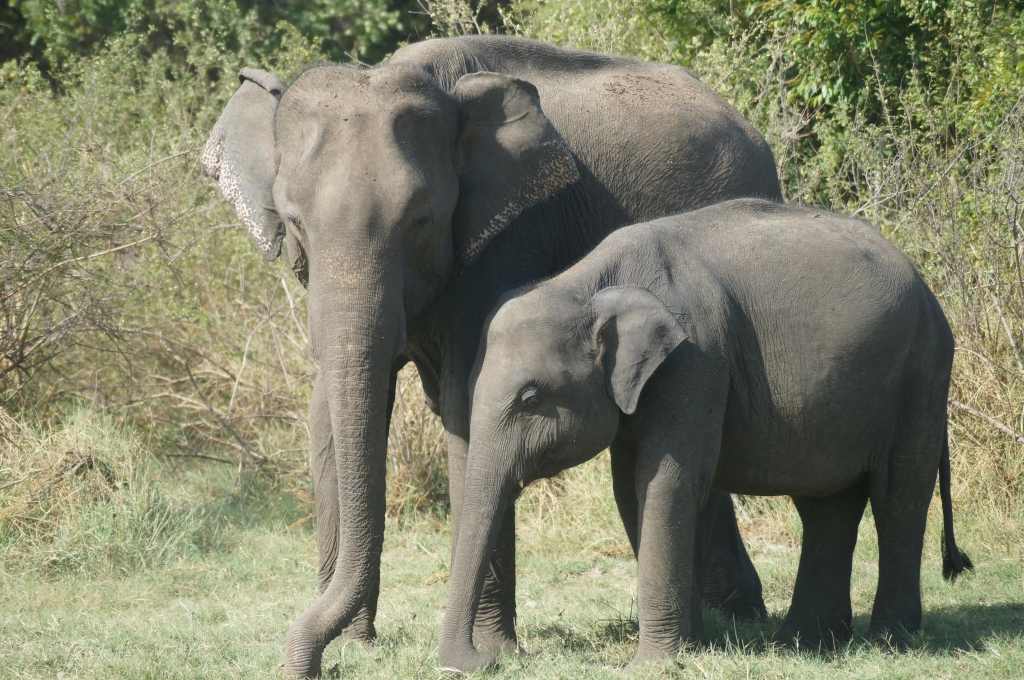 A cinematic, sunlit photo of elephants bathing freely in the water at an ethical sanctuary in Phuket, Thailand, representing a powerful family lesson in empathy and conservation.